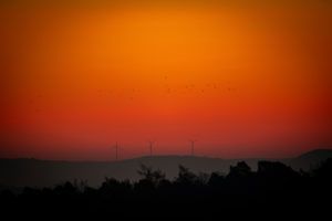 Windräder im Morgenrot mit fliegenden Vögel in der Bildmitte. Windräder im Morgenrot mit fliegenden Vögel in der Bildmitte.